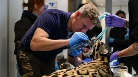 The Big Cat Sanctuary A yellow and black leopard is examined by a male nurse.