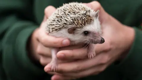 A hedgehog being held in two hands and looking to the right. The hands appear from dark green sleeves.