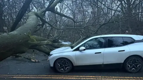 A large tree has fallen down across a road. Branches lie on the front windscreen of a white car.