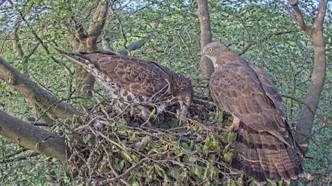 two brown birds of prey building a nest in the treetops