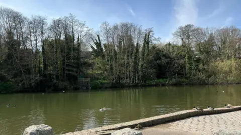 BBC Ducks near and in a reservoir surrounded by trees
