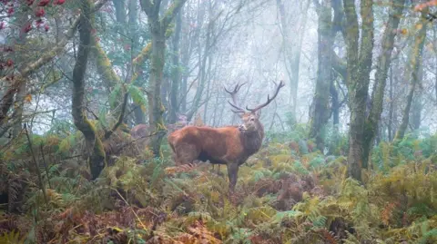 William Hickie Stag exploring Froggatt Woods in Derbyshire