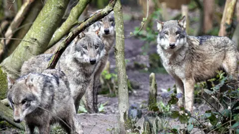 PA Media A pack of four wolves standing in a forest with tree roots surrounding them.