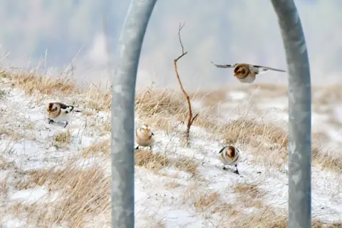 Hazel Thomson Four brown and white snow bunting birds. Three of the birds are on the snow-covered ground and one is flying. There is a silver metal bike rack in the foreground.