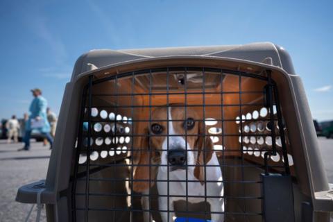 A dog in a carrier on a tarmac