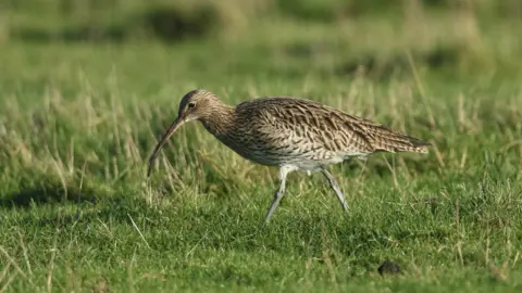 Getty Images A stock photograph of a curlew - a bird with a brown and cream mottled feathers, and a long curved beak. It is walking through grassland on a sunny day. 