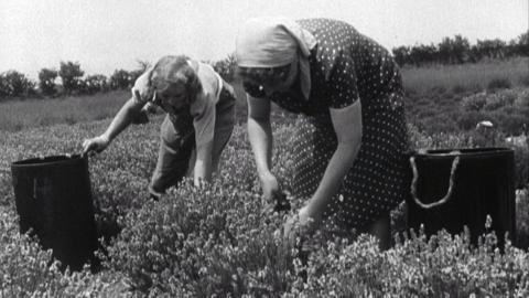 Women harvesting lavender in Norfolk.