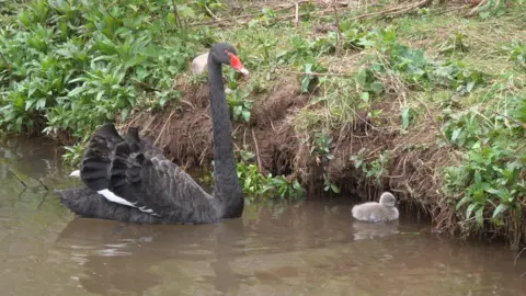 The image shows an adult black swan with a red beak and a small grey fluffy cygnet swimming near a bank in a river.