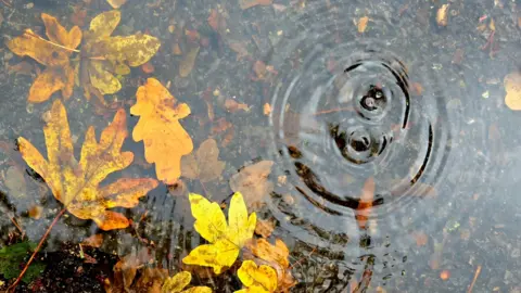Georgeta Two drops of water make concentric circles in a shallow puddle with submerged yellow leaves.