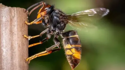 The hornet is on a piece of wood and has a black thorax with a black abdomen with yellow stripes. It has translucent wings on its back and six two tone black and yellow legs and two black antenna on the top of its head.