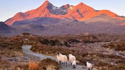 sheep in the foreground with moutains bathed in dawn light in the background
