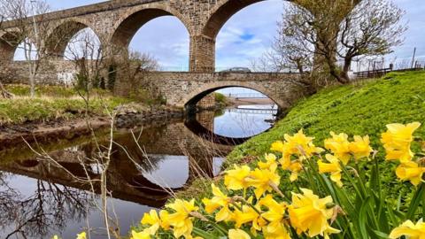 An arched bridge over water with cloudy blue sky behind and daffodils on the right