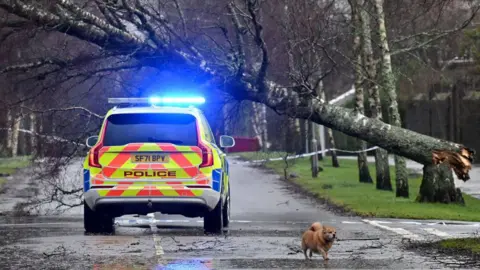 Getty Images A police Volvo SUV is parked in front of a felled tree, which is lying across the road. A pleasing Corgi dog is running about, apparently enjoying the damage.