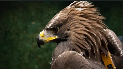 Phil Wilkinson A close-up, side-on image of a golden eagle showing its brown plumage and large beak, with a satellite tag on its back 