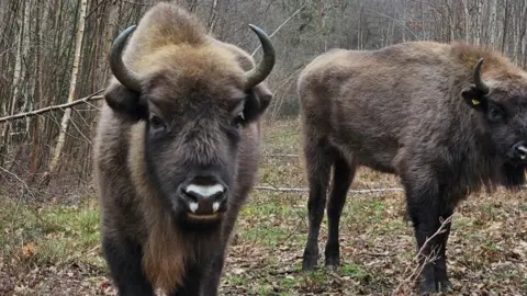 Brown bison in woodland. One is facing the camera and has three white patches on its nose, while the other is standing just behind it and has a small yellow tag on its ear.