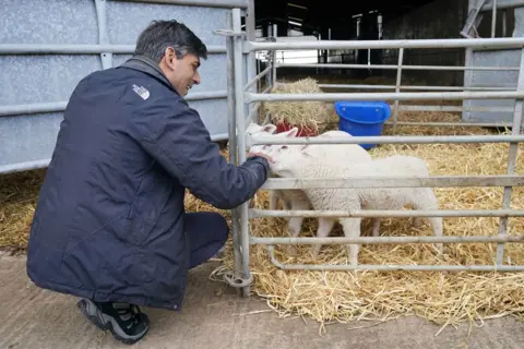 Jonathan Brady/PA Media Prime Minister Rishi Sunak meeting lambs during a visit to Rowlinson's Farm, a dairy, beef, sheep farm in Gawsworth, Macclesfield, while on the General Election campaign trail
