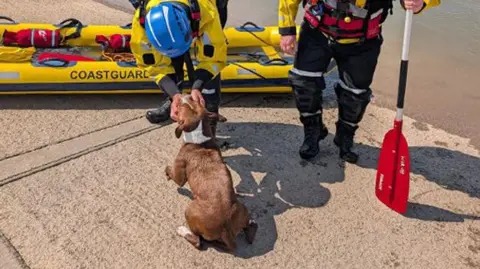 Wirral Coastguard Rescue Team Lola the dog safely back on shore