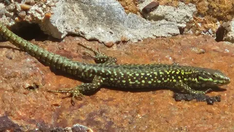 A dark green wall lizard with bright green spots sits on a granite rock. 