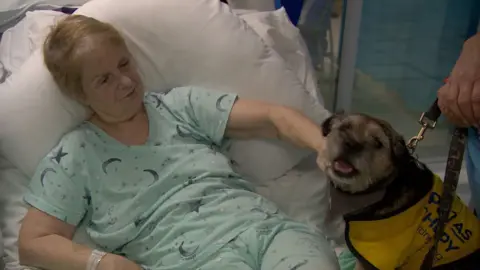 A patient on a hospital bed wearing pyjamas strokes Hugo, a border terrier, who is sitting on the bed next to her wearing a PAT dog bib