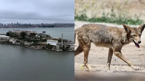 A composite photo shows Alcatraz island and a photo of a coyote