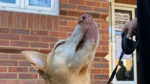 Alex Murry Fausto the dog sniffs the air outside a polling station in Twickenham, London