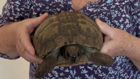 A small brown tortoise is being held up to the camera
