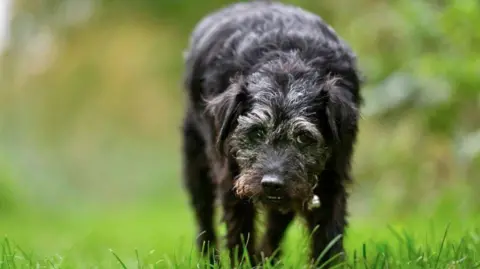 Ted, a small black dog with some grey hair, on a grassy field.