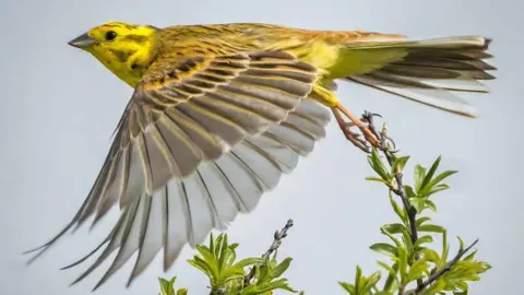 Alan Collins A yellowhammer in flight