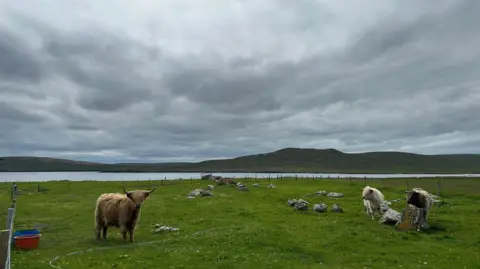 Rikki/BBC Weather Watchers Highland cows in a grassy field near the sea at Haroldswick, Shetland. The sky above is grey.
