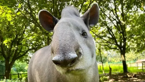 A tapir stood in grassy area with trees inn the background. The tapir is cocking its head at the camera and has short, grey fur.