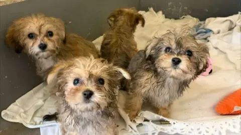 Three terrier puppies are looking towards the camera. A fourth is sitting with its back to the camera.