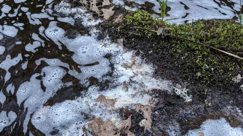 Close-up of shallow water with patches of white foam swirling on the surface, surrounding a small mossy mound with a young plant growing from it, and bits of debris caught in the current.