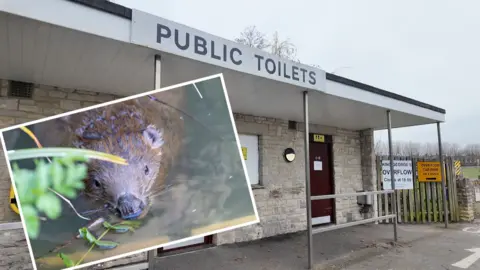 Mark Singleton A photo of a beaver in water up to its nose and the public toilet block adjacent to the stream where it was spotted