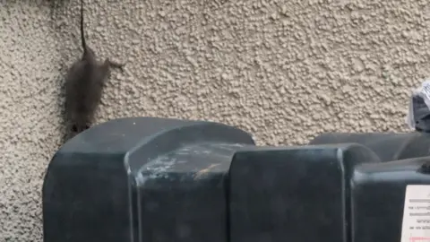 Charlene Mongan A large rat seen running down a white wall near a large green oil tank. 