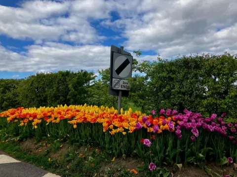 Chris Gordon Rows of brightly coloured tulips, with a speed limit sign in the middle of them.
