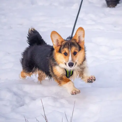 Mike Crompton A dog leaps in the snow. It is looking directly at the camera and is on a blue lead. The dog appears to be jumping over thick snow.