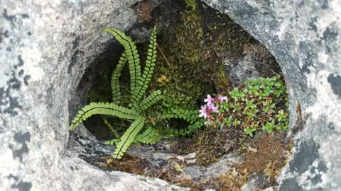 Friedy Luther Pavement flowers