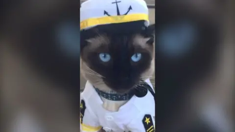 Holly Hennessy, a brown-black cat with blue eyes, wears a white sailor costume.