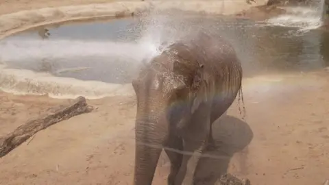 Chester Zoo Elephant having water sprayed on it