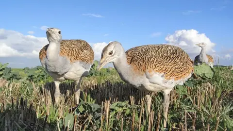 Great Bustard Group Great bustard chicks