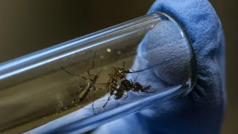 Getty Images Mosquitoes