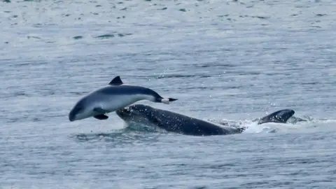 Gareth Carville Porpoise attack