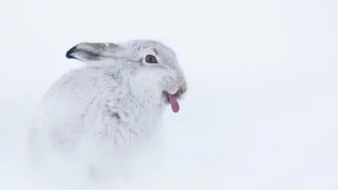 @TesniWardPhotography A Peak District mountain hare