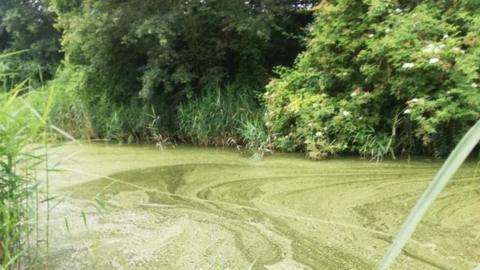 Algae in a river