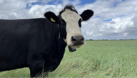 A cow wearing a Nofence collar on Steart Marshes