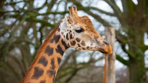 A side profile of a giraffe at a zoo 