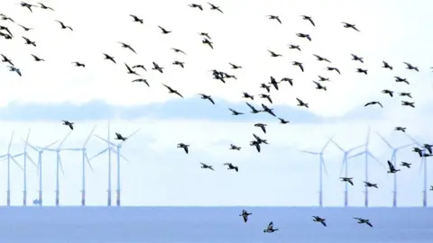 Getty Images birds flying towards wind turbines