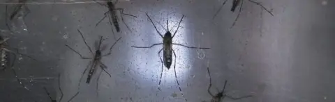 Getty Images Aedes aegypti mosquitoes are seen in a lab at the Fiocruz institute on 26 January 2016