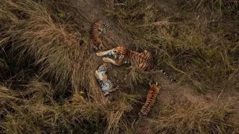 View from a bove three tiger cubs around a larger female tiger