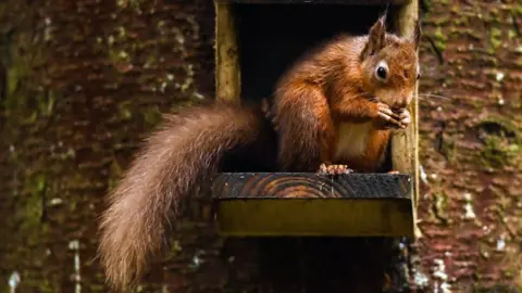 Getty Images A red squirrel